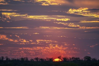 Impressive sunset over the African savanna, silhouette of the horizon with trees in front of the
