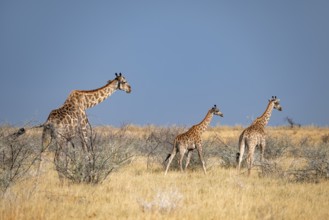 Angola giraffe (Giraffa giraffa angolensis), giraffe in dry savanna, Etosha National Park, Namibia