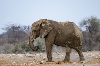 African elephant (Loxodonta africana) drinking at a watering hole, Etosha National Park, Namibia