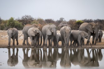 Herd of animals, animal family, African elephant (Loxodonta africana), drinking at a waterhole,