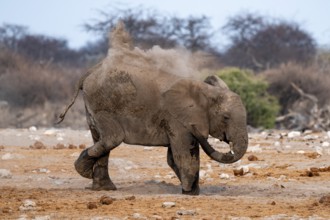 African elephant (Loxodonta africana), taking a mud bath and dusting, Etosha National Park, Namibia