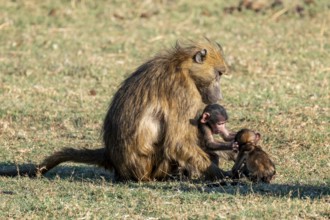 Young animal playing with mother, bear baboons (Papio ursinus), Ihaha, Chobe National Park National