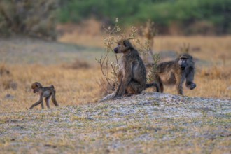 Chacma baboons (Papio ursinus) adults and young animals foraging, Third Bridge, Okavango Delta,