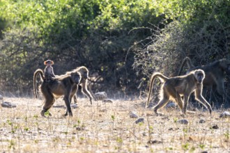 Chacma baboons (Papio ursinus) adults and young animals foraging, Ihaha, Chobe National Park