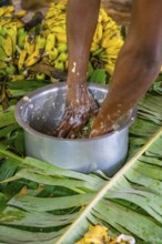 Local man, production of banana juice and banana schnapps, banana plantation, near Fort Portal,