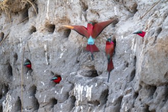 Breeding caves on the banks of the Kwando, Southern carmine bee-eater (Merops nubicoides),