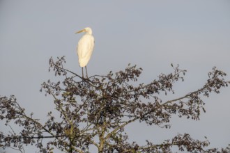 Great Egret (Ardea alba), Emsland, Lower Saxony, Germany