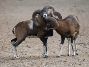 Two grouches have wedged their horns, North Rhine-Westphalia, Germany