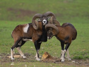 Two grouches have wedged their horns, North Rhine-Westphalia, Germany