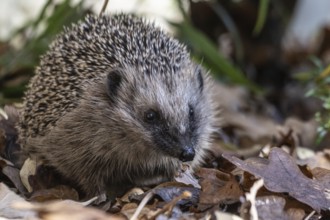 European hedgehog (Erinaceus europaeus), Emsland, Lower Saxony, Germany