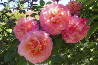 Roses (pink), pink blossom, flowers, plants, gardens, Germany