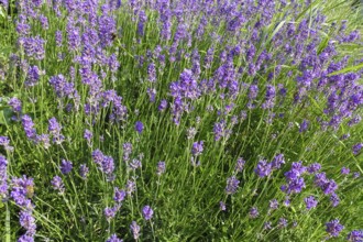 Lavender (Lavandula angustifolia), narrow-leaved lavender, ornamental plant, medicinal plant,