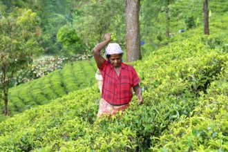 Tea picker harvesting in the Glenloch tea factory, Nuwara Eliya, Sri Lanka