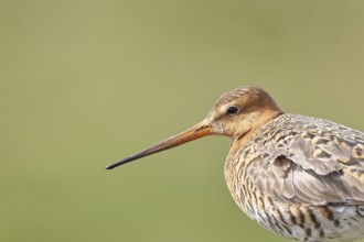 Blacktail (Limosa limosa), sitting room, on a fence post, snipe birds, animal portrait, wildlife,