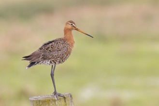 Blacktail (Limosa limosa), sitting room, on a fence post, snipe birds, wildlife, nature