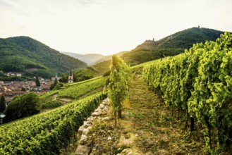 Village in the vineyards at sunset, Ribeauvillé, Haut-Rhin department, Alsace, France