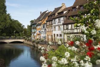 Half-timbered houses on the river, La Petite Venise, Krutenau district, Old Town, Colmar, Alsace,