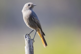 Redtail (Phoenicurus ochruros) Germany
