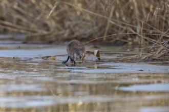 Muskrat (Ondatra zibethicus) walks across the ice on frozen lake Germany