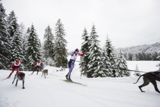 Sled dog racing, Todtmoos, Black Forest, Baden-Württemberg, Germany