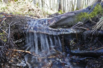 Moor outlet, A clear stream flows over roots and moss in the forest, Peenetal nature park Park,