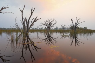 Dead trees are reflected in the river at sunset, Thamalakane River, Okavango Delta, Botswana
