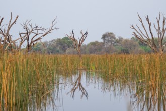 Africa snake-necked bird (Anhinga rufa) sitting on a dead tree in the river, Thamalakane River,