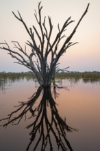 Dead trees are reflected in the river at sunset, Thamalakane River, Okavango Delta, Botswana