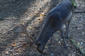 Fallow deer (Dama dama) in an outdoor enclosure in the forest, Mecklenburg-Western Pomerania,