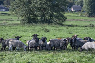 Various sheep breeds (Ovis gmelini) Rough-wooled country sheep, grey-horned heather and