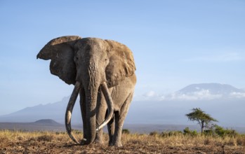 African elephant (Loxodonta africana) in picturesque landscape with the summit of Mount