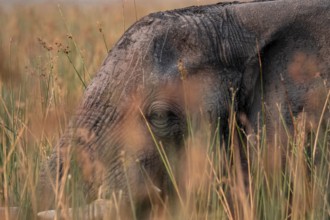 African elephant (Loxodonta africana), elephants on the riverbank between river grass, Thamalakane