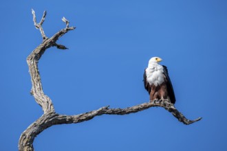 African fish eagle (Icthyophaga vocifer) sitting on dry tree, Ihaha, Chobe National Park National