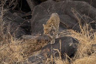 Female, leopard (Panthera pardus) in rocks, Savuti, Chobe National Park, Botswana
