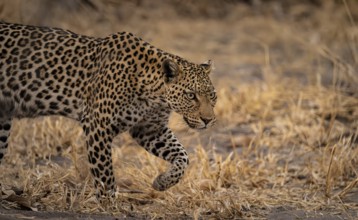 Female, leopard (Panthera pardus) sneaks through dry grass, Savuti, Chobe National Park, Botswana