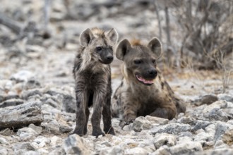 Spotted hyena or spotted hyena (Crocuta crocuta) with young animal, Etosha National Park, Namibia