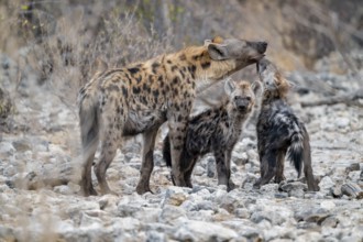Spotted hyena or spotted hyena (Crocuta crocuta) with two young animals, Etosha National Park,