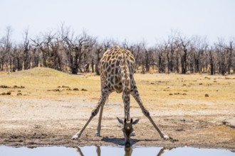 Angola giraffe (Giraffa giraffa angolensis), giraffe drinking at a waterhole, Etosha National Park,