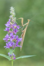 Praying mantis (Mantis religiosa), Littlewood Ranch, Limbach, Burgenland, Austria