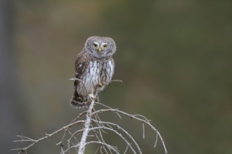 Sparrow owl (Glaucicium passerinum) sitting on the tip of a spruce tree, Pillberg, Pill, Tyrol,