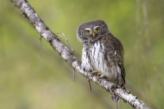 Sparrow owl (Glaucicium passerinum) sitting on a branch, Pillberg, Pill, Tyrol, Austria