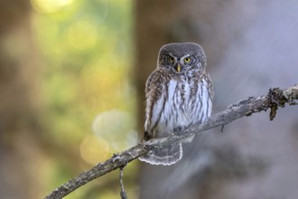 Sparrow owl (Glaucicium passerinum) sitting on a branch, Hausstatt, Weerberg, Tyrol, Austria