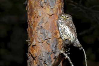 Sparrow owl (Glaucicium passerinum) sitting on a branch, Heuberg, Stans, Tyrol, Austria