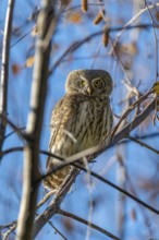 Sparrow owl (Glaucicium passerinum) sitting on a branch, Hausstatt, Weerberg, Tyrol, Austria
