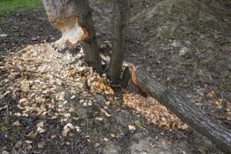 European beaver (Castor fiber), eating marks, Littlewood Ranch, Limbach, Burgenland, Austria