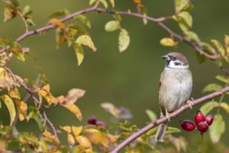 Tree sparrow (Passer montanus) sitting in a wild rose bush, Littlewood Ranch, Limbach, Burgenland,