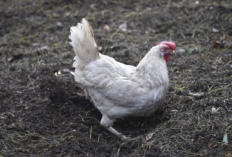 Hen, Gallus gallus domesticus, looking for food in a free-range farm, organic farming,