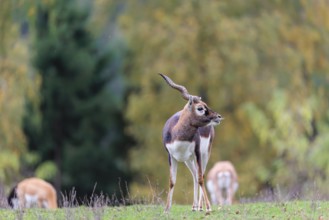 A male blackbuck (Antilope cervicapra) stands on a green meadow on a cloudy day. Some females can