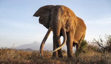 African elephant (Loxodonta africana) with Kilimanjaro, the famous Super Tusker elephant Craig, old