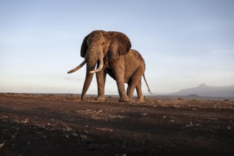 African elephant (Loxodonta africana), the famous Super Tusker elephant Craig, old male with long